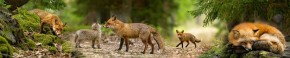 Кухонный фартук Фауна 005 МДФ матовый (3000) Fauna в Серове - serov.ok-mebel.com | фото